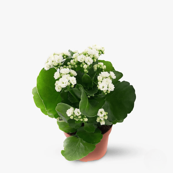 Kalanchoe alba - Plante de apartament