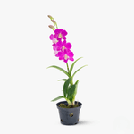 ezgif.com-webp-to