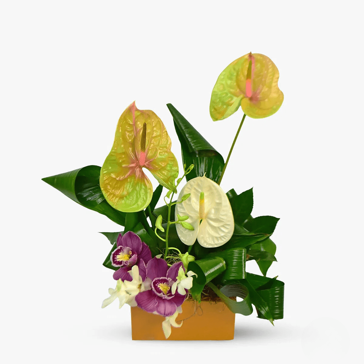 Flori business cu anthurium alb, orhidee cymbidium grena, orhidee dendrobium alba Modern