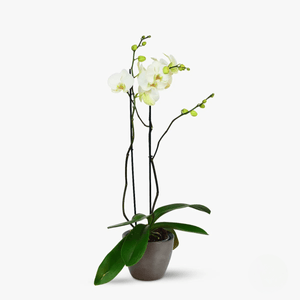 Orhidee phalaenopsis alba - Plante de apartament