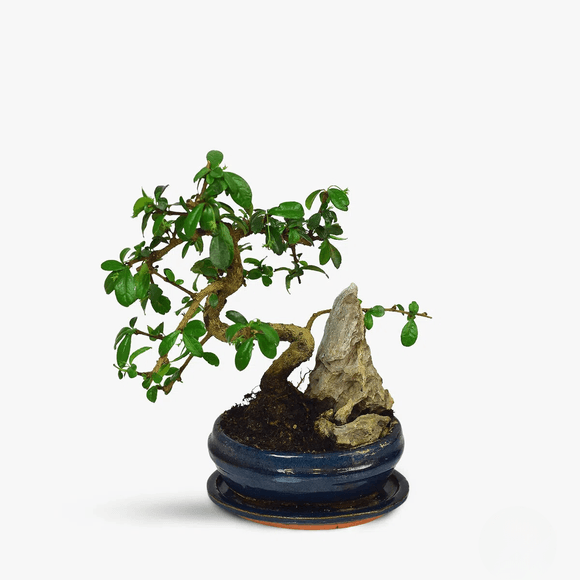 Bonsai - Plante de apartament