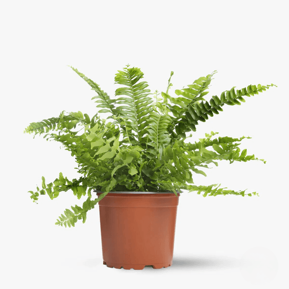 Feriga- Apartment plants