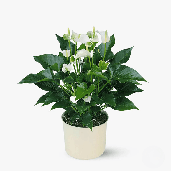 Anthurium alb - Plante de apartament