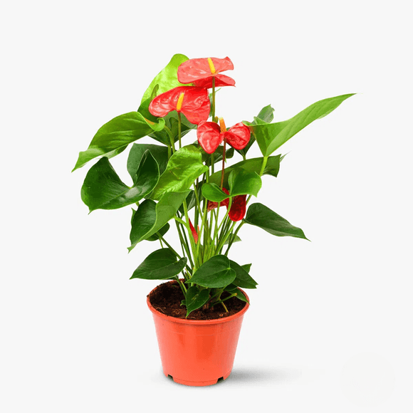 Anthurium pitic rosu - Plante de apartament