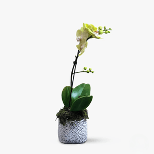 Orhidee phalaenopsis, vas ceramica si muschi - Plante de apartament