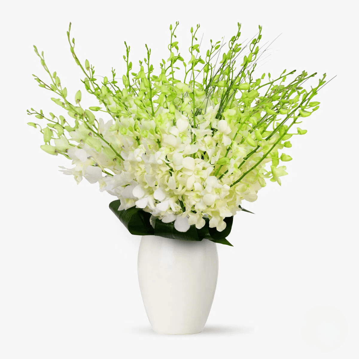 Buchet de 25 orhidee dendrobium albe elegant