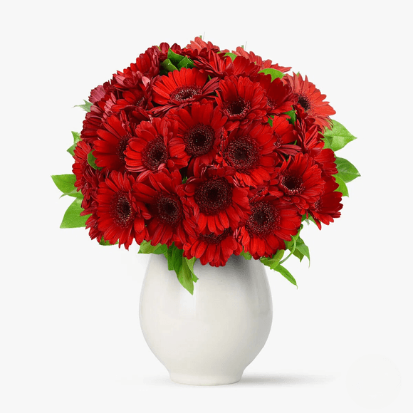 Buchet de 75 gerbera rosii