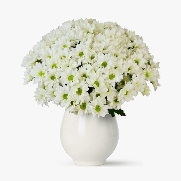 Buchet de 55 crizanteme albe