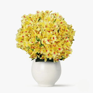 Buchet de 55 alstroemeria galbene