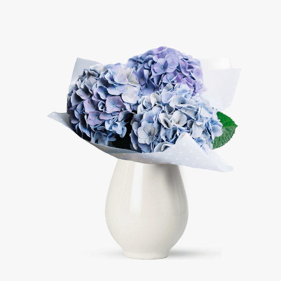 Bouquet of blue hydrangeas