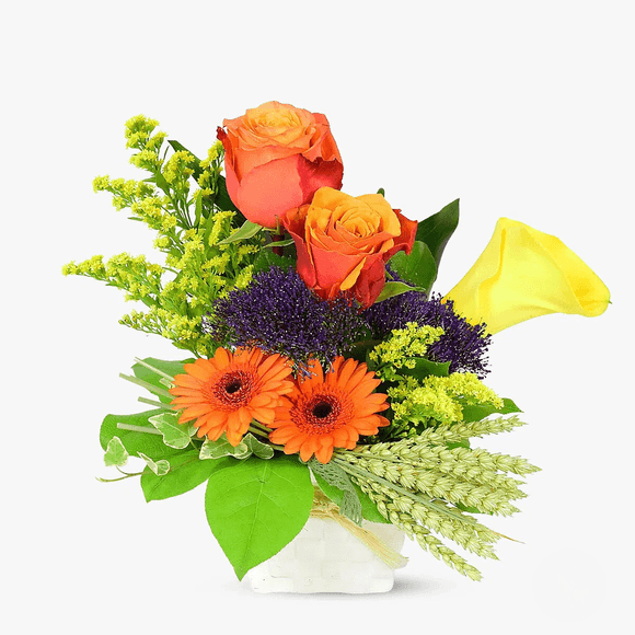 Doina field arrangement