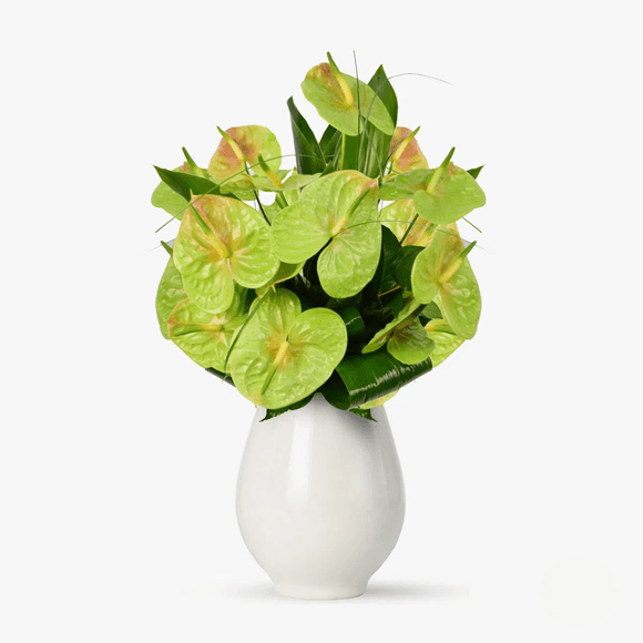 Bouquet of 11 green anthuriums