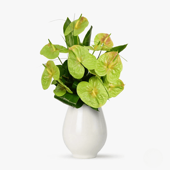 Bouquet of 9 green anthuriums