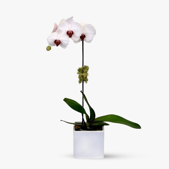 Orhidee Phalaenopsis alba