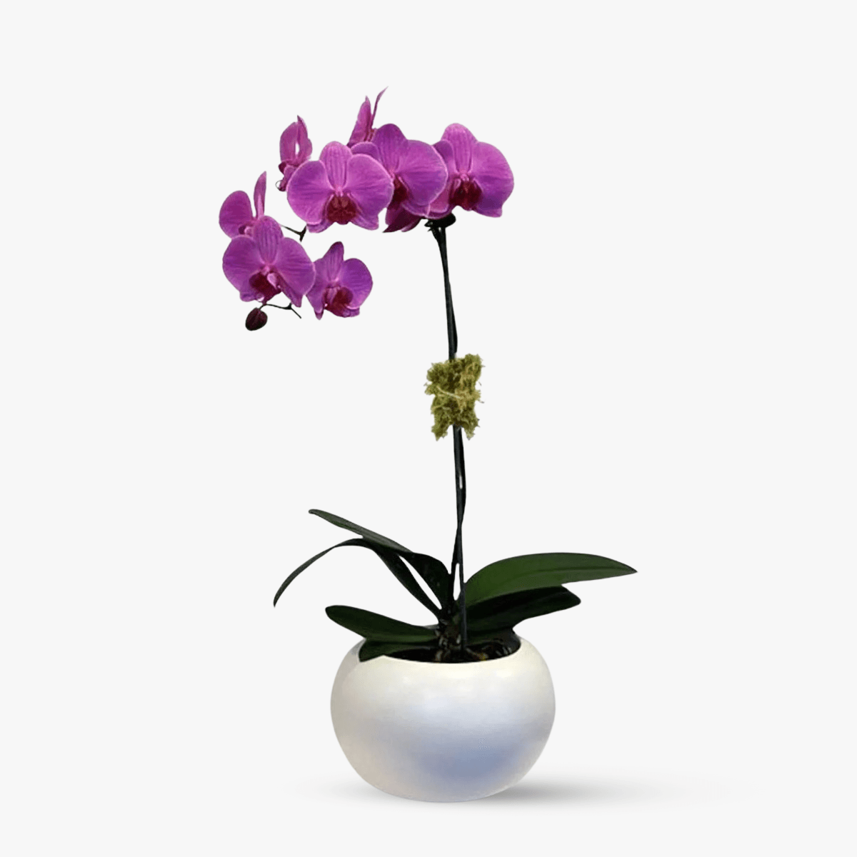 Orhidee Phalaenopsis mov