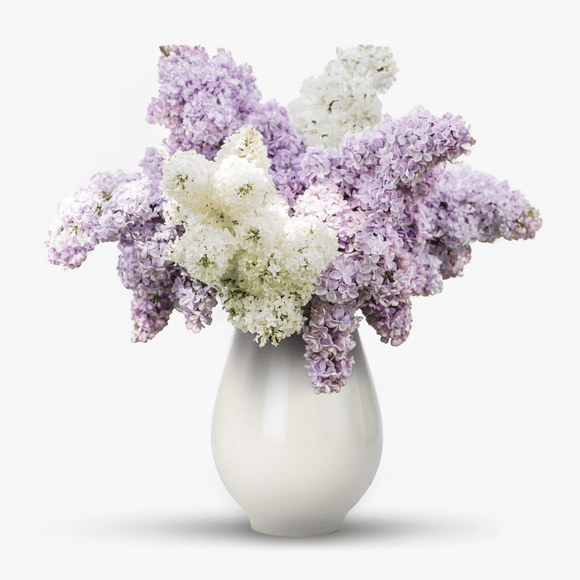 Bouquet of white and purple lilac