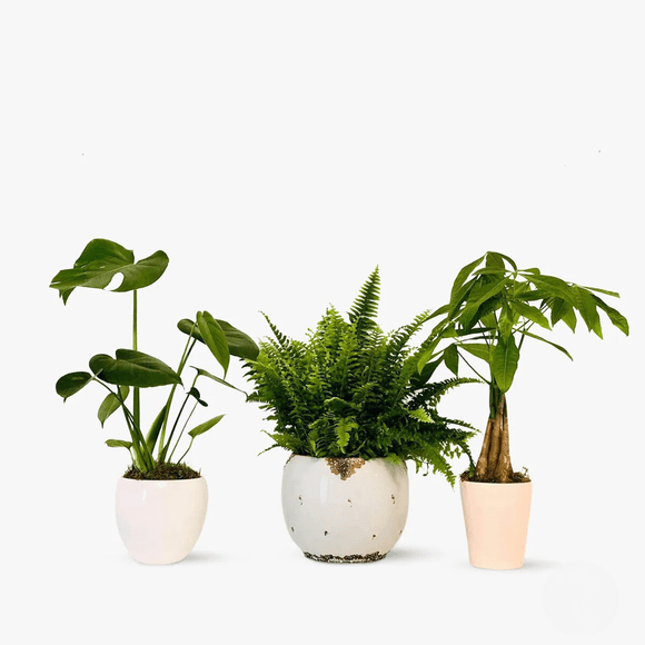 Purifying plant package