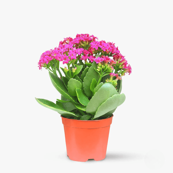 Kalanchoe roz - Plante de apartament