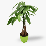 Pachira- Plante de apartament