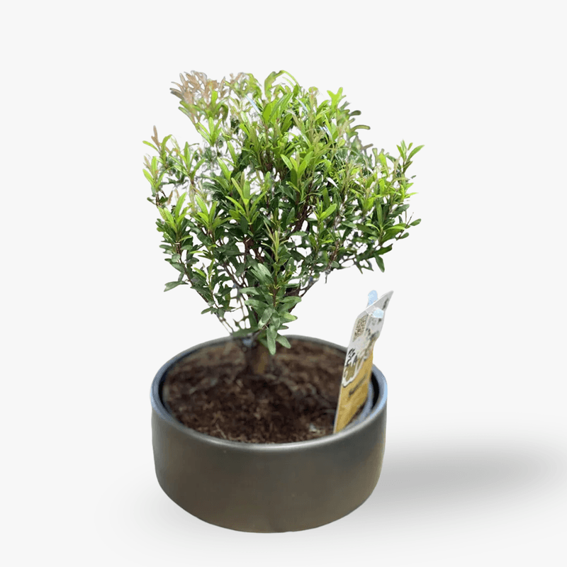 Bonsai Syzygium- Plante de apartament