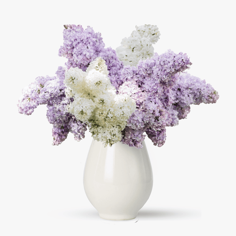 Buchet de liliac alb si mov