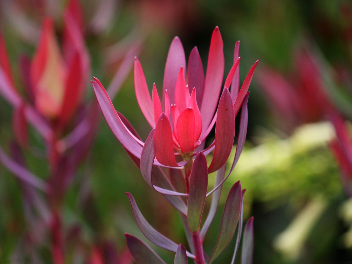 floare Leucadendron rosu izolata 