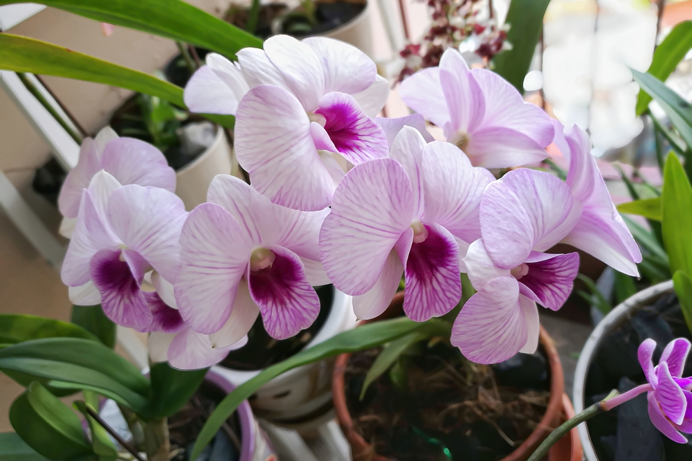 orhideea Dendrobium roz