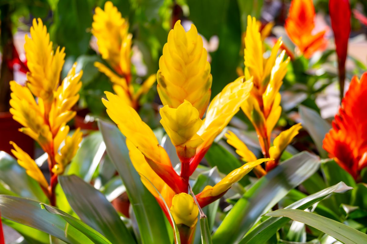 flori de Guzmania Bromelia galbene si rosii&nbsp;&nbsp;