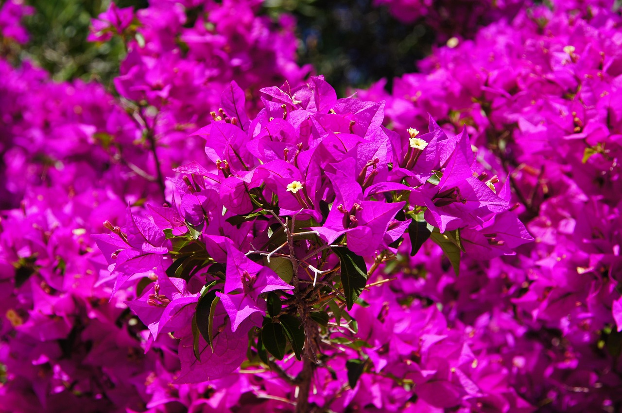 Bougainvillea plantata afara