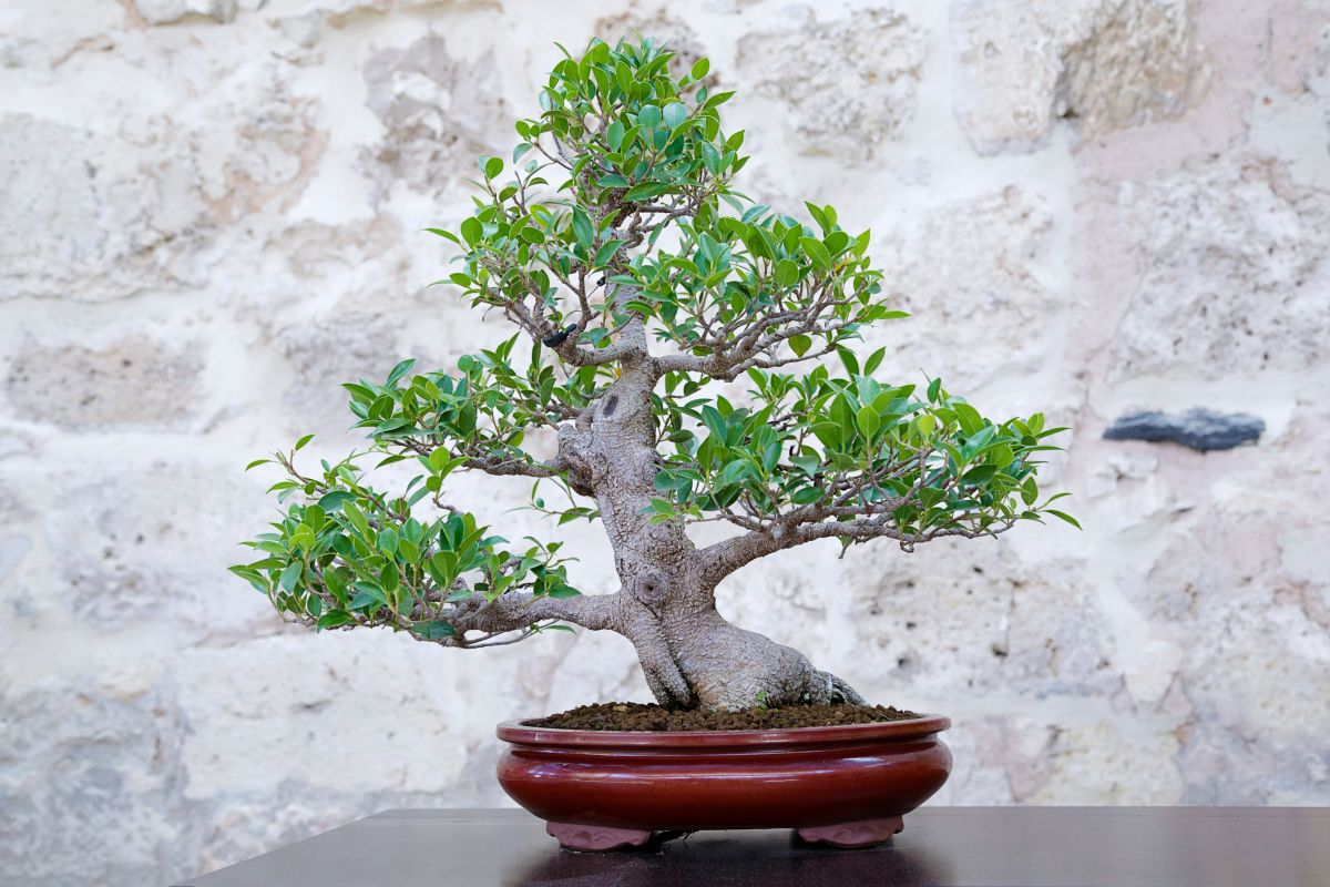 ficus Bonsai Ginseng in vas&nbsp;