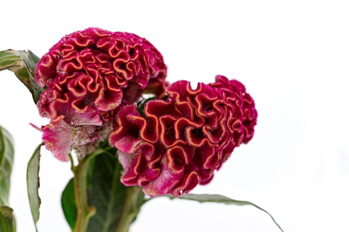Celosia Cristata roz 
