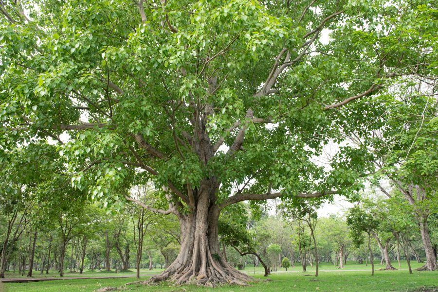 arbore gigant de&nbsp; Ficus Religiosa&nbsp;