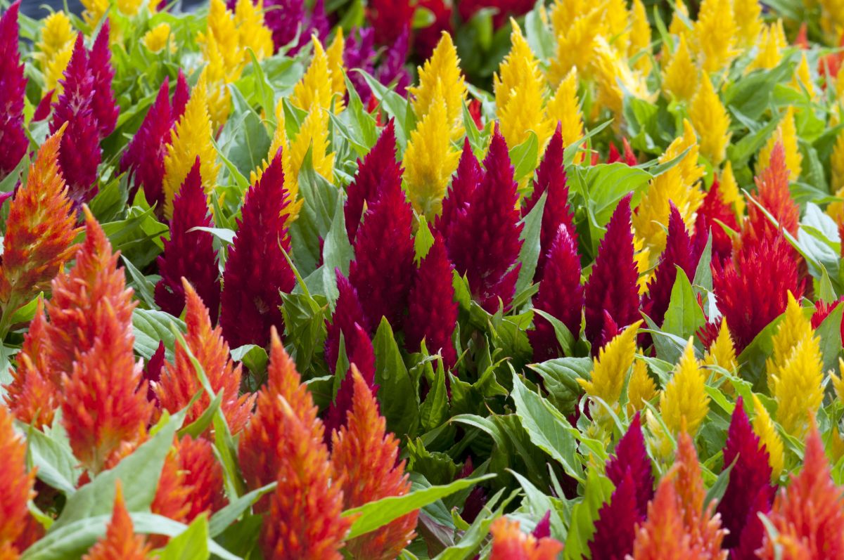 Celosia rosie si galbena in gradina 