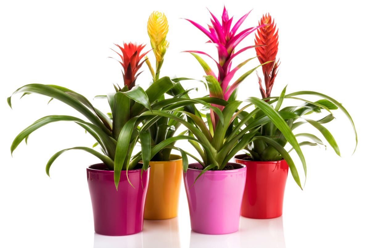 Guzmania in ghivece rosii si roz&nbsp;
