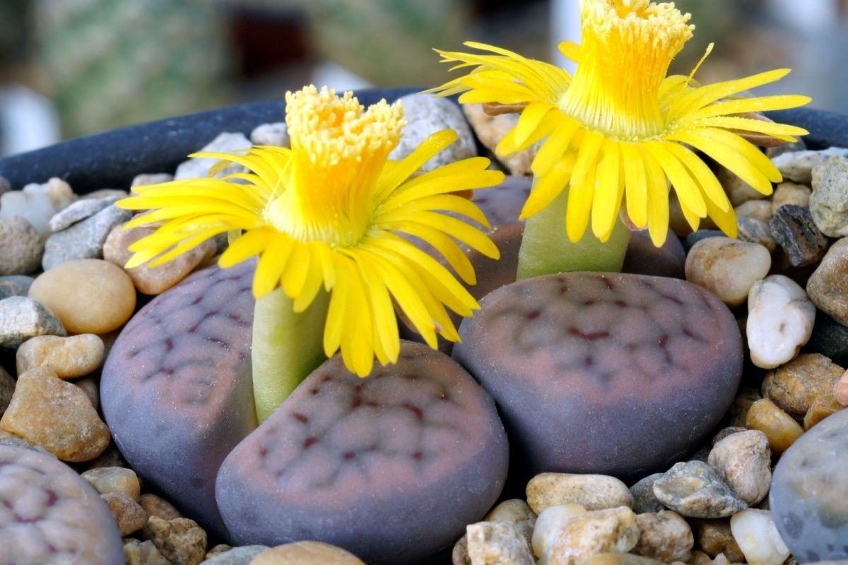 flori de Piatra vie -&nbsp;Lithops schwantesii&nbsp;