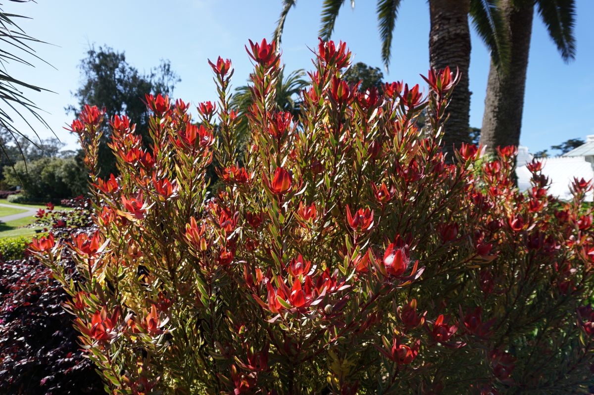 tufis de Leucadendron salignum 