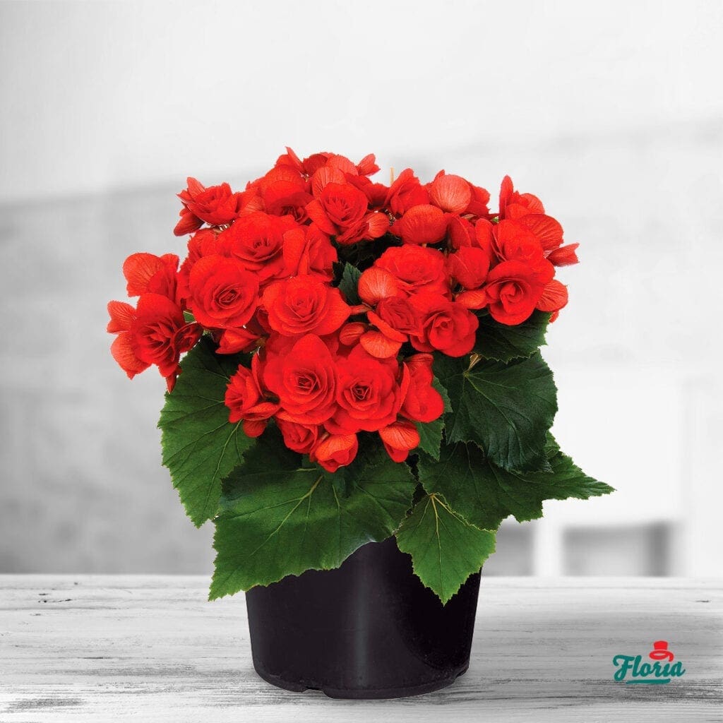 tufa cu begonie rosie in ghiveci negru 